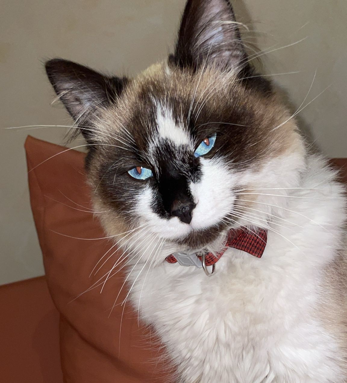 Imagine suplimentară